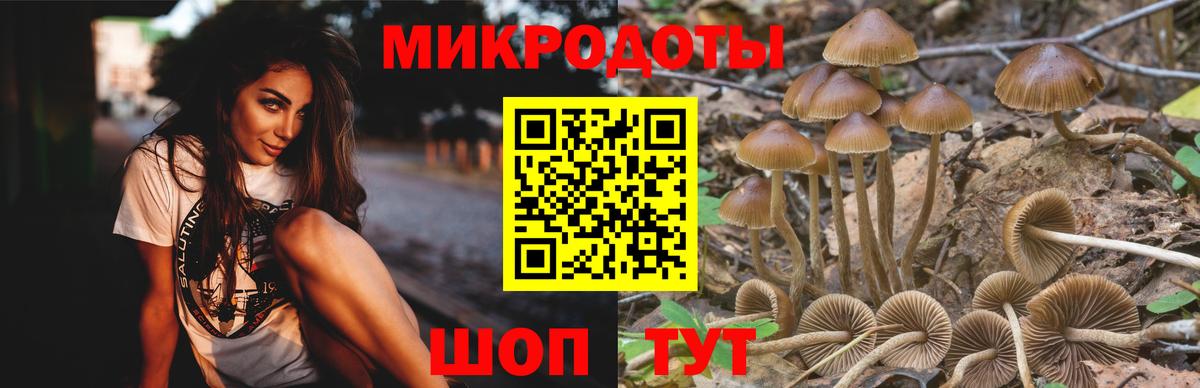 Галлюциногенные грибы GOLDEN TEACHER  где купить наркоту  Братск  Вход с VPN 